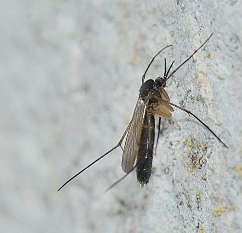 Réf. 337 140 : Orfelia sp.